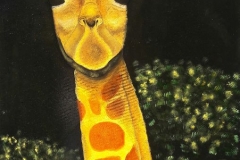 VIAGGIO IN AFRICA (Giraffa) Olio su tela - cm. 60x80